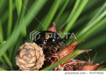 Creatures Insects It seems to inhabit specific species of chestnut tree tortoises and pines. This is an individual of the branch tip of Japanese red pine Creatures Insects It seems to inhabit specific species of chestnut tree tortoises and pines. This is an individual of the branch tip of Japanese red pine 45475688