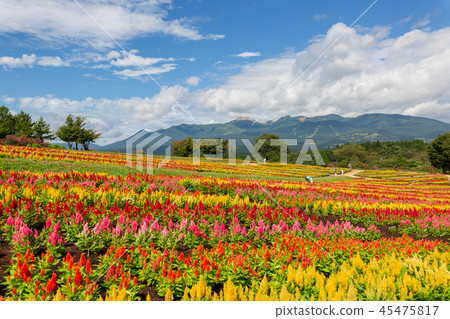 Keito Flower Field Nasu 45475817