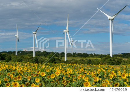 Nunobiki plateau sunflower 45476019