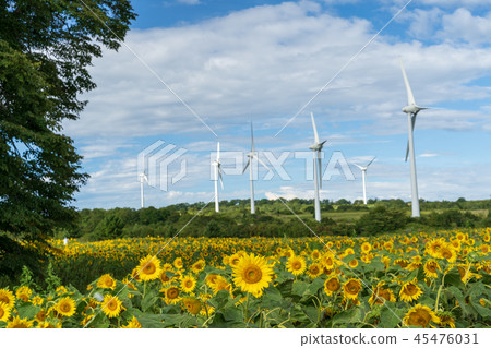 Nunobiki plateau sunflower 45476031