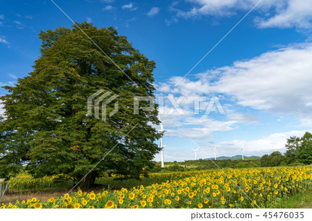 Nunobiki plateau sunflower Nunobiki plateau sunflower 45476035