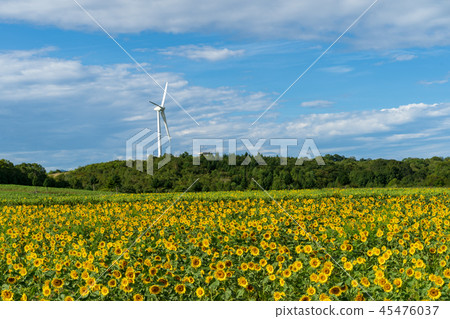 Nunobiki plateau sunflower 45476037