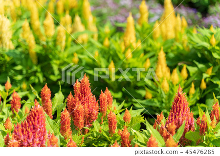 Keito Flower Field Nasu 45476285