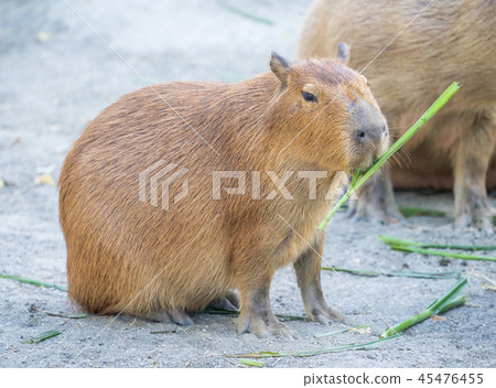 台灣台南可愛水豬水豬金先生老老鼠動物園休息遠足水豚水豚 45476455