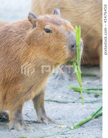 台灣台南可愛水豬水豬金先生老老鼠動物園休息遠足水豚水豚 45476459