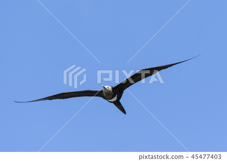 Oogan-kunbird baby birds Oogan-kunbird baby birds 45477403