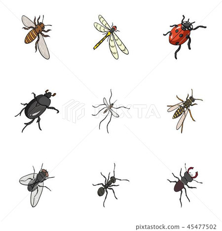 Beetle, wasp, bee, ant, fly, spider, mosquito and other insect species. Various insects set 45477502