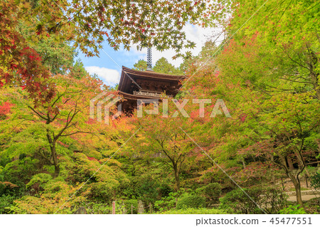 金浦永寺秋葉 金浦永寺秋葉 45477551
