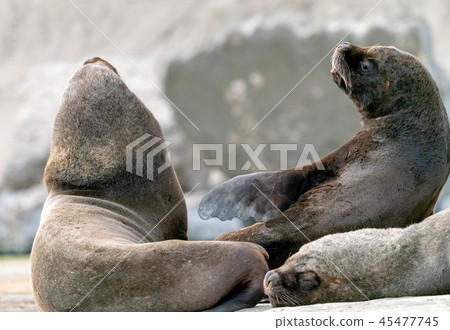 南海獅 45477745