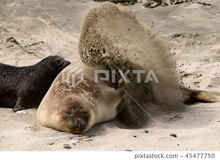 Elephant seal 45477750