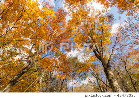 Fall looking up Fall looking up 45478053