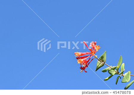 Tsukkinokinindou（狂歡節） 45478078