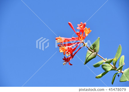 Tsukkinokinindou（狂歡節） 45478079