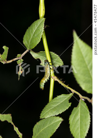 橙色大黃蜂的幼蟲 45478477