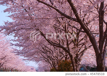 Image of cherry blossoms 45478510