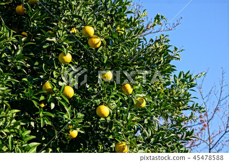 Citrus fruit image Citrus fruit image 45478588