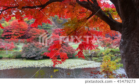 Momiji,秋天蛇鼻子戲劇天堂(福島縣,本宮市) Momiji,秋天蛇鼻子戲劇天堂(福島縣,本宮市) 45479273