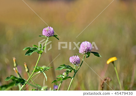 Murasakitetsukusa (purple grass) 45479430