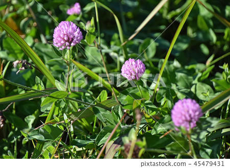 Murasakitetsukusa（紫色草） 45479431