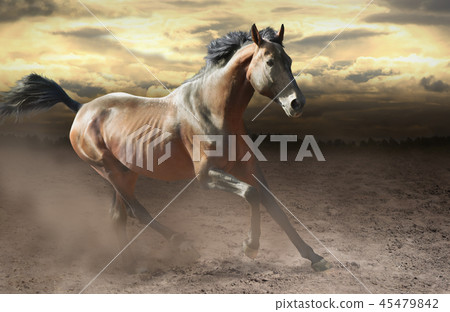 wild bay horse galloping fast across dusty st wild bay horse galloping fast across dusty st 45479842