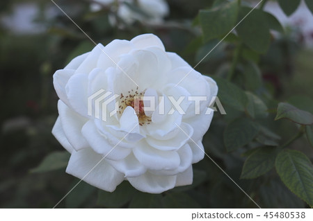 玫瑰花(Mascha Stanhope) 玫瑰花(Mascha Stanhope) 45480538
