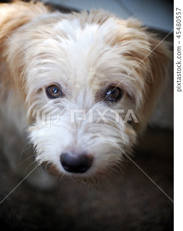 small mixed breed lost homeless dog dirty hair small mixed breed lost homeless dog dirty hair 45480557