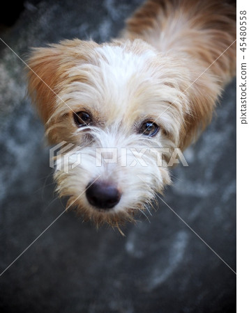 small mixed breed lost homeless dog dirty hair small mixed breed lost homeless dog dirty hair 45480558