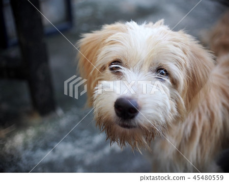 small mixed breed lost homeless dog dirty hair 45480559