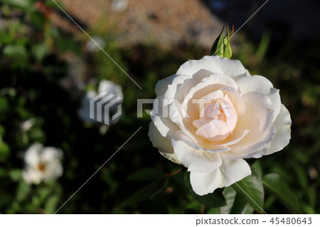 玫瑰花（威爾士公主） 45480643