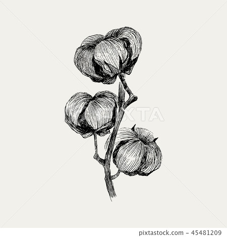 Vector of hand draw ink cotton plant. Engraving illustration. Can be used as decor ellement for a 45481209