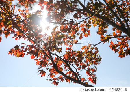 Beautiful autumn leaves Beautiful autumn leaves 45482448