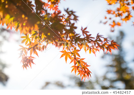 Beautiful autumn leaves Beautiful autumn leaves 45482457