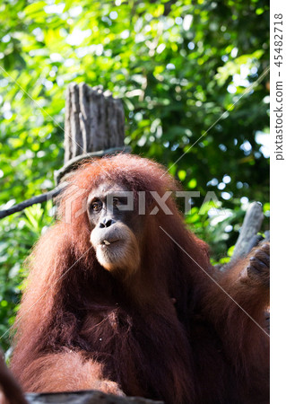 Orangutan 45482718