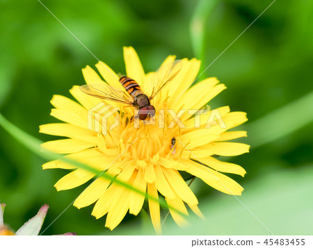 果醬飛蠅 果醬飛蠅 45483455