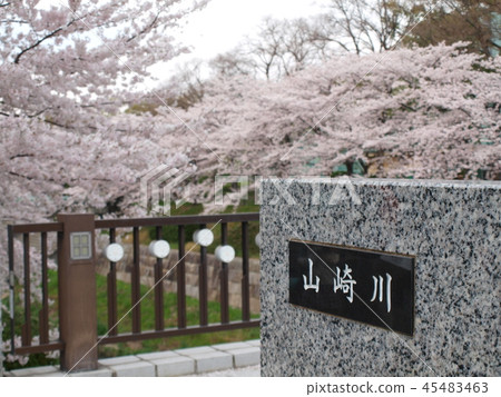 櫻花和山崎河的橋樑 櫻花和山崎河的橋樑 45483463