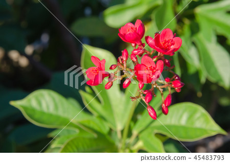 Spicy Jatropha flower 45483793