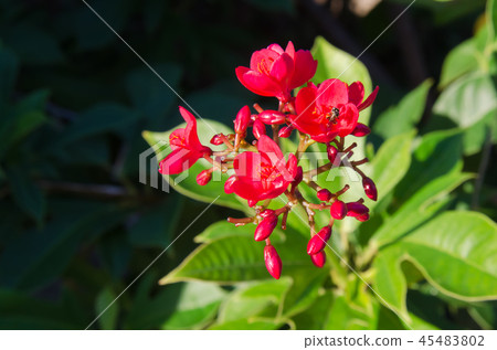 Spicy Jatropha flower Spicy Jatropha flower 45483802