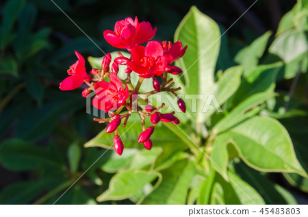 Spicy Jatropha flower 45483803