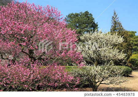 早春藍天下盛開的梅花・畫像（栗林公園） 45483978