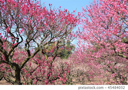 早春藍天下盛開的梅花・畫像（栗林公園） 45484032