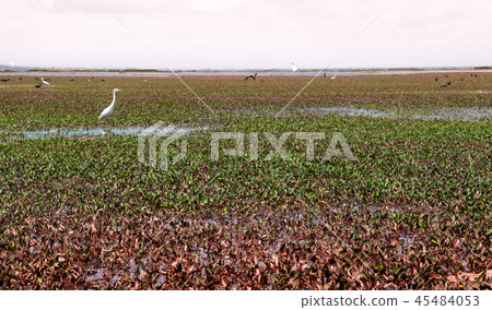 Egret bird at lake Talay Noi Phatthalung, Thailand Egret bird at lake Talay Noi Phatthalung, Thailand 45484053