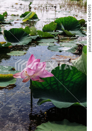 lotus flower in Talay Noi, Phattalung - Thailand lotus flower in Talay Noi, Phattalung - Thailand 45484095