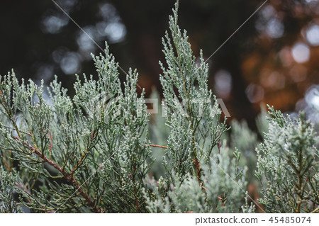 Light green vertical coniferous thuja branches Light green vertical coniferous thuja branches 45485074