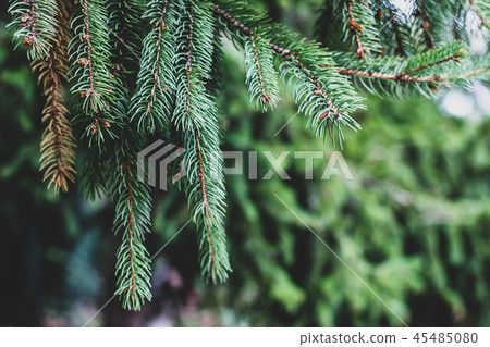 Closeup of beautiful long green pine branches Closeup of beautiful long green pine branches 45485080