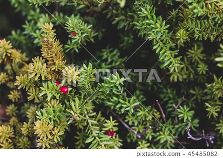 Close up picture of yew tree with red fruits Close up picture of yew tree with red fruits 45485082