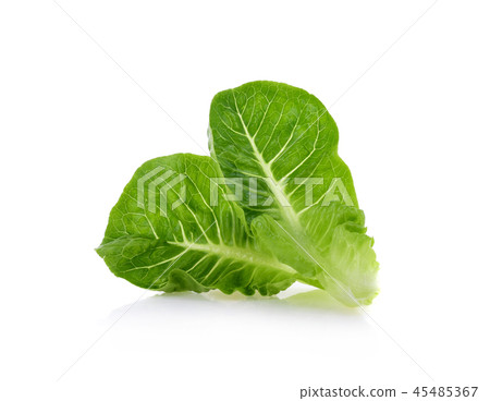 fresh baby cos (lettuce) on white background fresh baby cos (lettuce) on white background 45485367