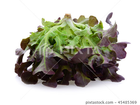 red oak leaf lettuce on a white background red oak leaf lettuce on a white background 45485369