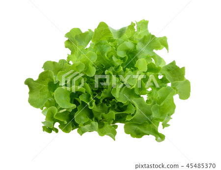 Green oak lettuce on white background Green oak lettuce on white background 45485370