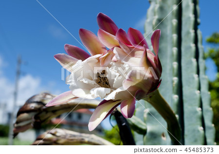 Pillar cactus flower 45485373
