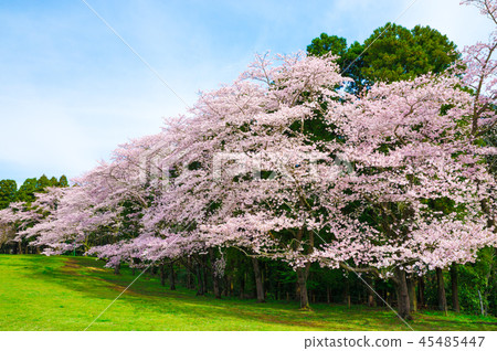 Izumi Nature Park Cherry blossoms in full bloom (Wakaba Ward, Chiba City, Chiba Prefecture) 45485447